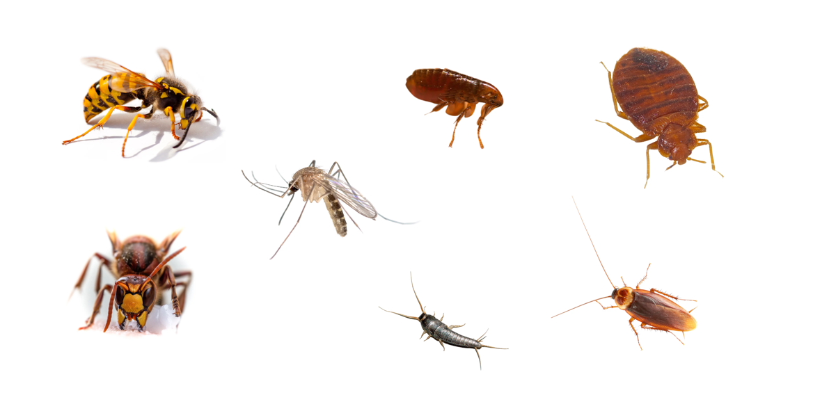 Voici une astuce incroyable de grand-mère pour éloigner les insectes de votre maison.